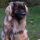 Kutya Leonberger