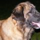 Kutya Leonberger