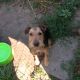 Kutya Terrier