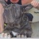 Kutya Mastino Napoletano