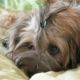 Kutya Tibeti terrier