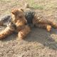 Kutya Welsh terrier