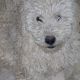 Kutya Komondor