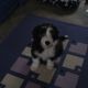 Kutya Bearded collie