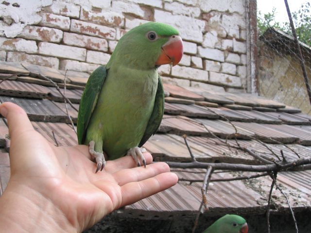 Sándor-papagáj