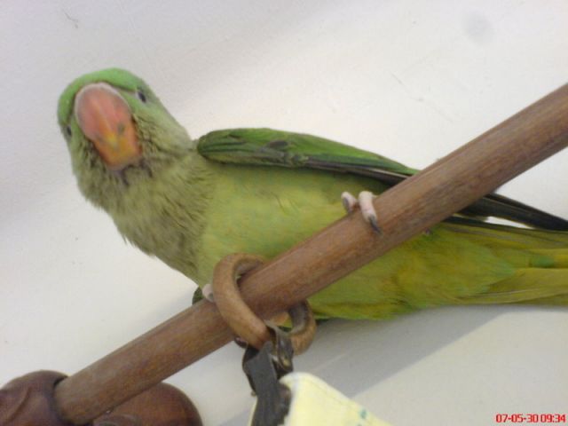 Sándor-papagáj