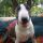 Donnie-Minibull, Bullterrier
