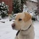 Kutya Labrador retriever