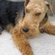 Kutya Welsh terrier