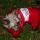 MASSA, Yorkshire terrier