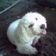 Kutya Bichon frise