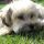 Nózi, Bichon havanese