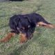 Kutya Terrier