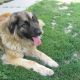 Kutya Leonberger