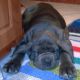 Kutya Mastino Napoletano