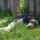 Kutya Airedale terrier