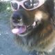 Kutya Leonberger