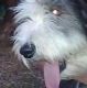 Kutya Bearded collie