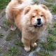 Kutya Chow-chow