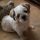 Folti, Shih-tzu