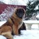 Kutya Leonberger