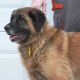 Kutya Leonberger