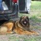 Kutya Leonberger