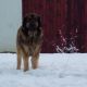 Kutya Leonberger