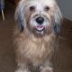 Kutya Tibeti terrier
