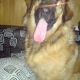 Kutya Leonberger