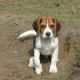 Kutya Beagle