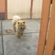 Kutya Chow-chow