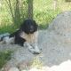 Kutya Landseer