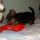 Lily, Yorkshire terrier