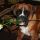 Richardo, Boxer