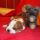 Spot, Amerikai staffordshire terrier