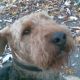 Kutya Airedale terrier
