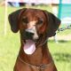 Kutya Rhodesian Ridgeback