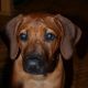Kutya Rhodesian Ridgeback