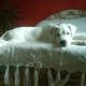 Kutya Argentin dog