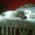 Jacky, Argentin dog
