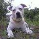 Kutya Argentin dog