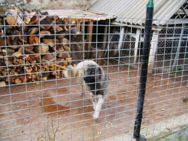 Kaukázusi juhászkutya