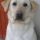 Zizi, Labrador retriever
