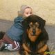 Kutya Tibeti masztiff