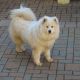 Kutya Samoyede