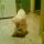 Delta, Labrador retriever