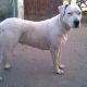 Kutya Argentin dog