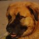 Kutya Leonberger