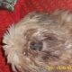 Kutya Lhasa-apso